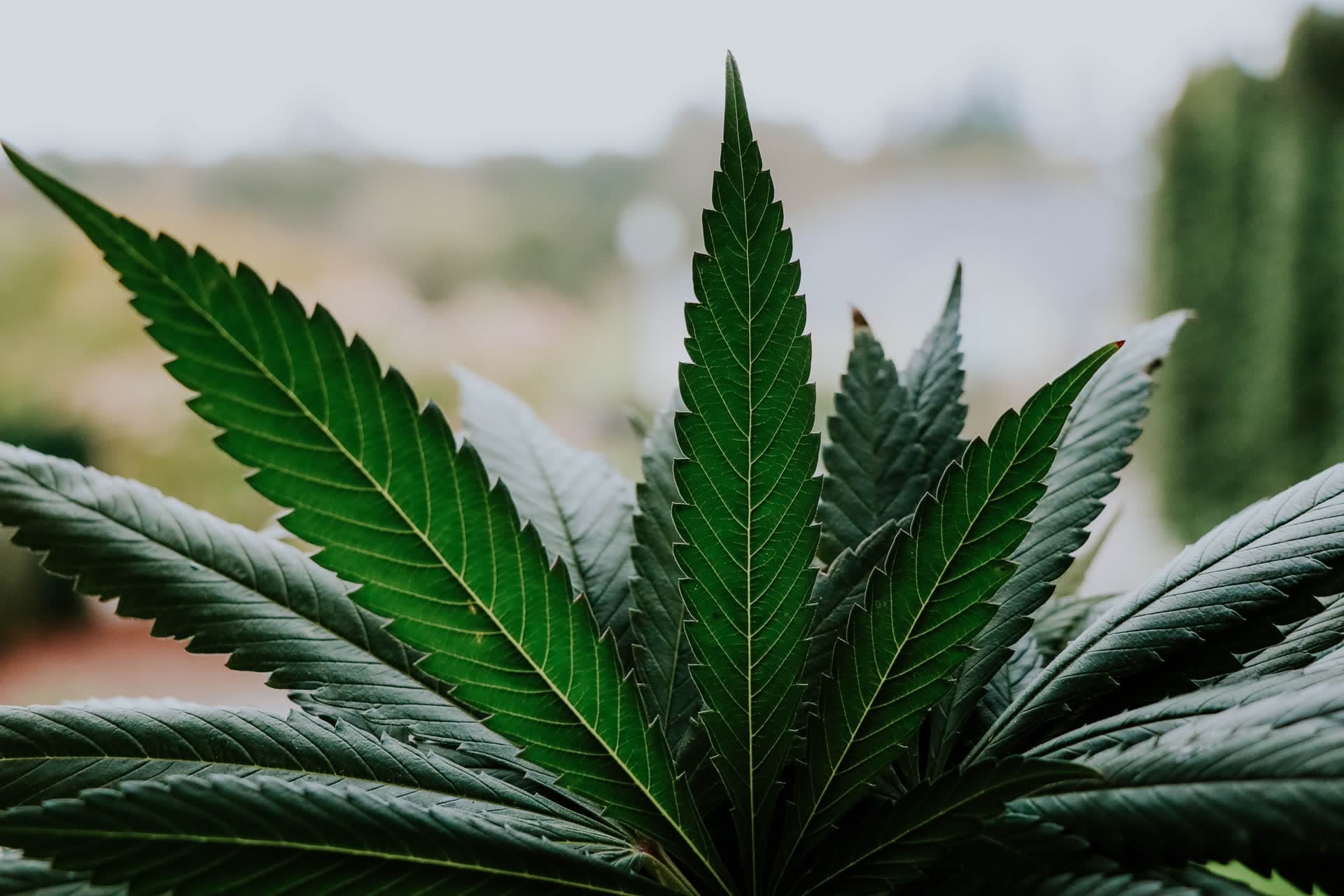 Premium cannabis plant